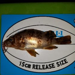 アジング&メバリング