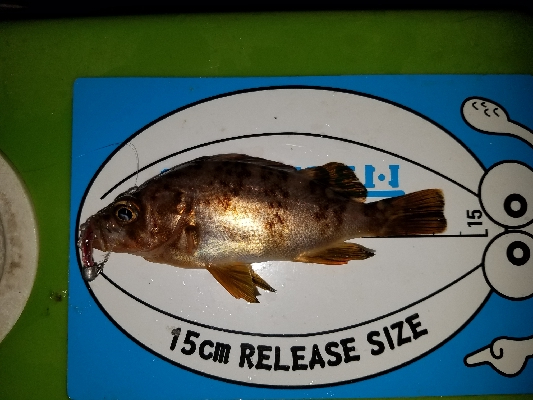 アジング&メバリング