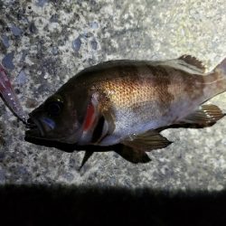 久々にアジを…