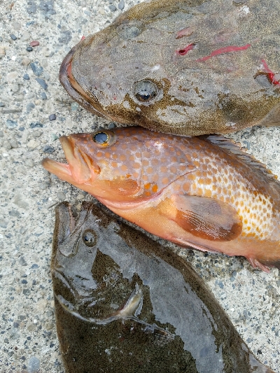 ヒラメ釣り　～マゴチ、59センチ～