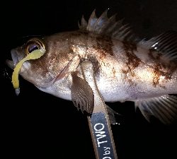 淡路島での用事を済ませて後・・・