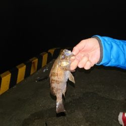 今夜もメバル釣り。