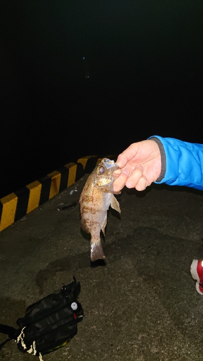 今夜もメバル釣り。