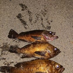 自己記録更新。