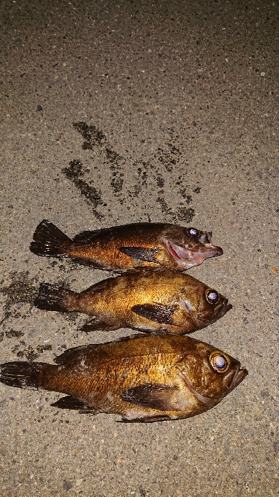 自己記録更新。