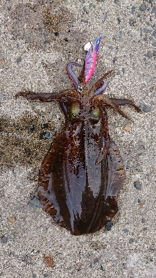 離島すげぇ(ﾟ∀ﾟ)