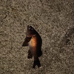 今日は厳しい。