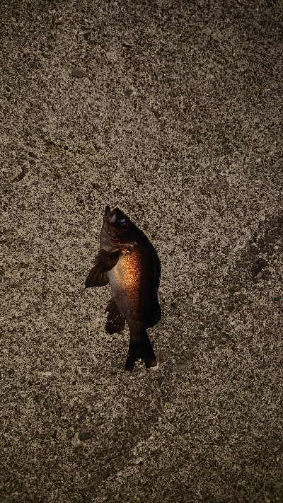 今日は厳しい。