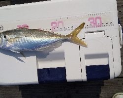 アジ釣り