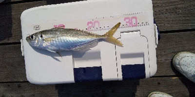 アジ釣り
