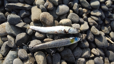 今年初のフラットが自己記録更新サイズ