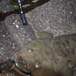 引き潮フィーバー