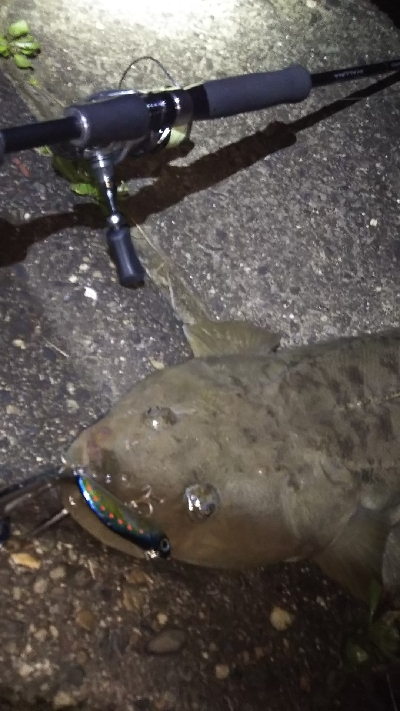 引き潮フィーバー