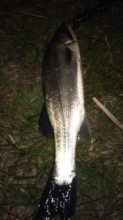 シーバス釣り！