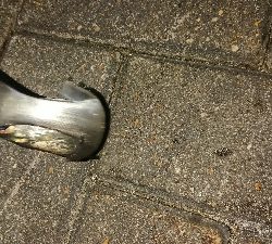 メバリング修行