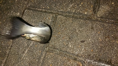 メバリング修行