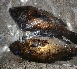 メバリング修行