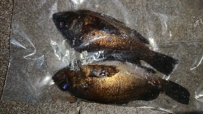 メバリング修行