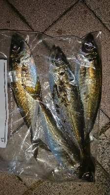 アジング修行in鳥取