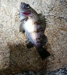 強風メバリング