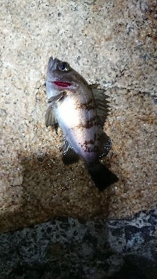 強風メバリング