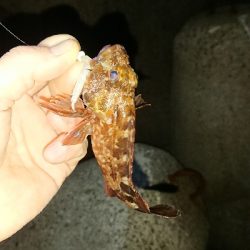 釣り部  釣行記  28