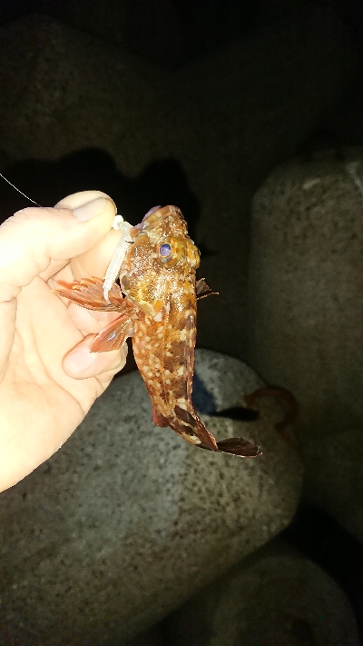 釣り部  釣行記  28