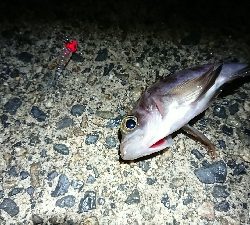 宇品島でメバリング!