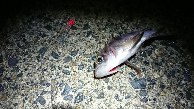 宇品島でメバリング！