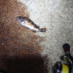 ジアイは一瞬！