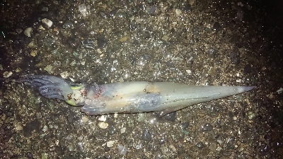 ヤリイカだぜヤリー