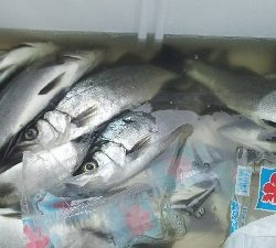 ヒラセイゴラッシュ！！