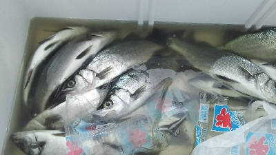 ヒラセイゴラッシュ！！