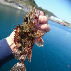 かなり久しぶりです。