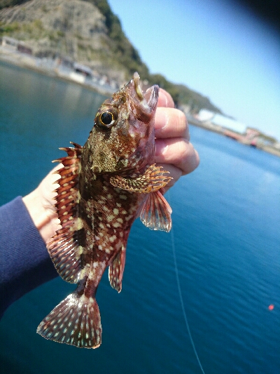 かなり久しぶりです。