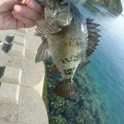 でかメバル！？