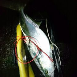 のっこみシーズン到来❗青物、ヒラスズキゲット