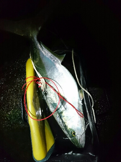 のっこみシーズン到来❗青物、ヒラスズキゲット