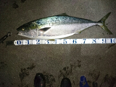 トップブリ&メーターブリでた！