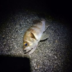 メバルプラッキング