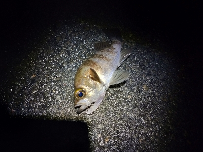 メバルプラッキング