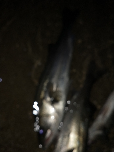 気温快適、水温低め、活性低め