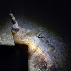 チニング不発からの癒やしのメバリング