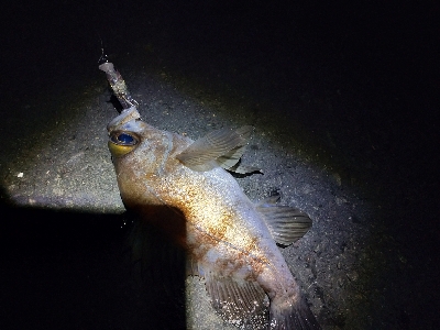 チニング不発からの癒やしのメバリング