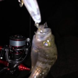 メバル…プラッキング…？