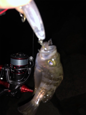 メバル…プラッキング…？