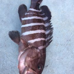 つりぴぃぽぉ釣果