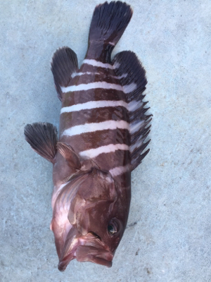 つりぴぃぽぉ釣果