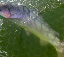 エリアトラウト