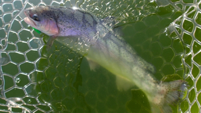 エリアトラウト